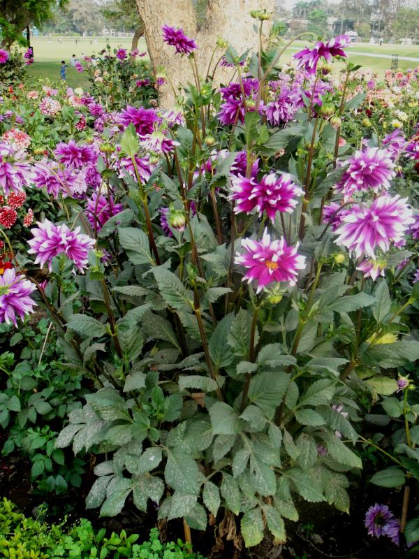 Flowers