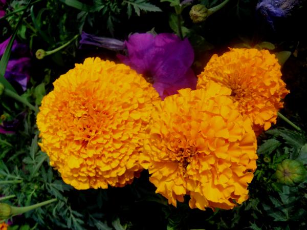 Flowers