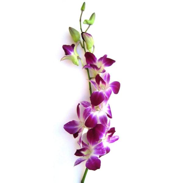 Orchid