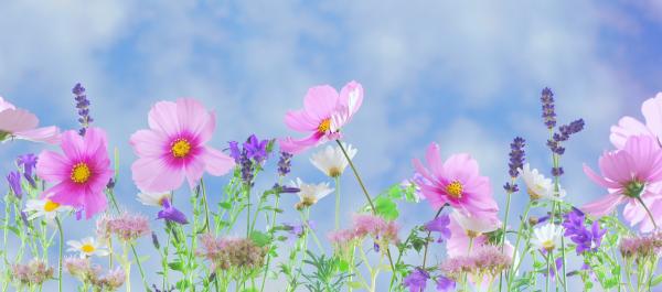 Wild Flowers
