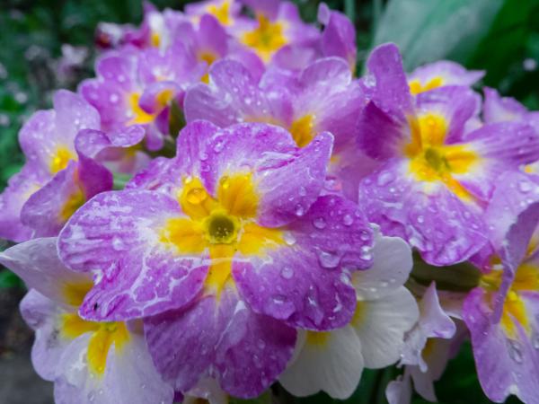 Flowers after the rain