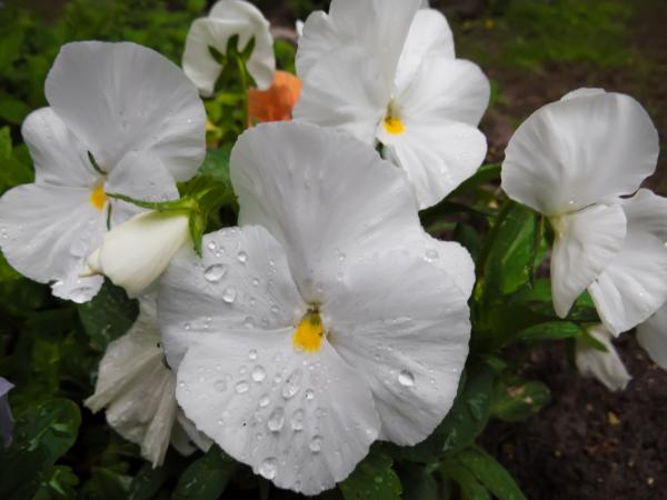 Flowers after the rain
