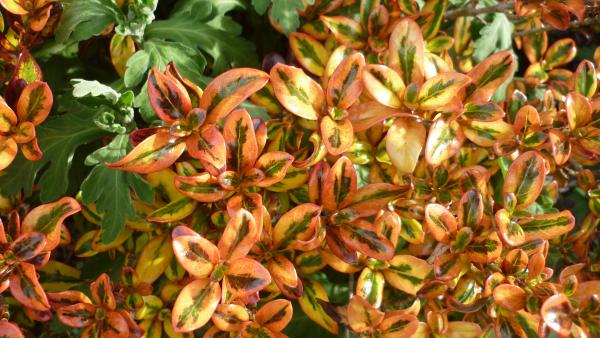 Flowers At Doctors Point