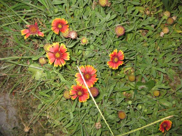 Flowers at the beach