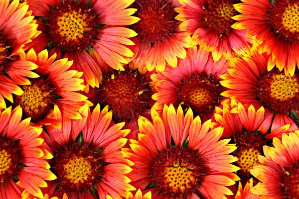 Flowers background
