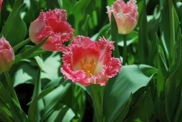 Flowers from Bellagio in Vegas