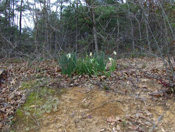 Flowers in early spring