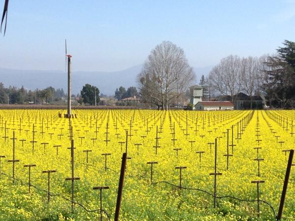 Flowers in Napa