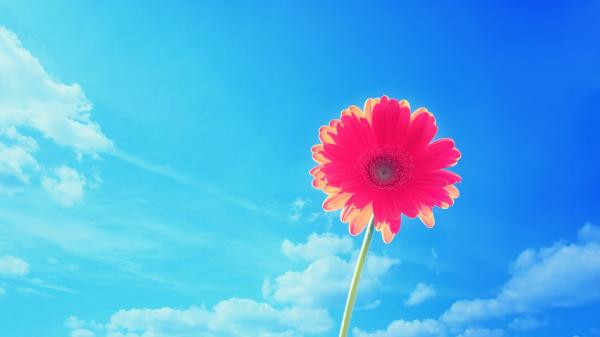 flowers in sky