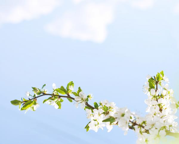 flowers in sky