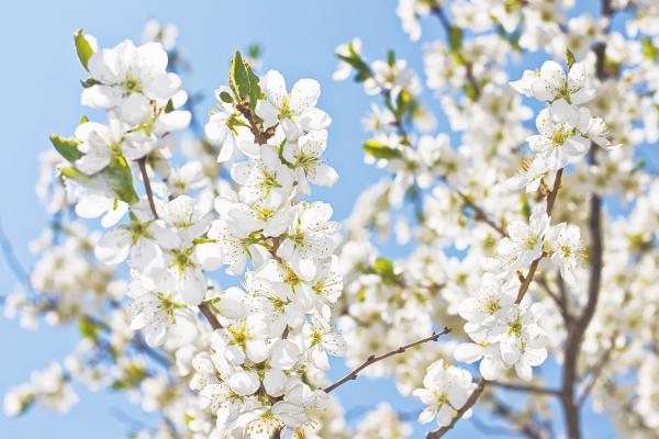 flowers in sky
