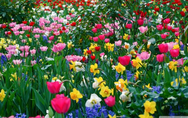 Flowers in Spring