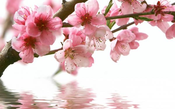 spring flowers