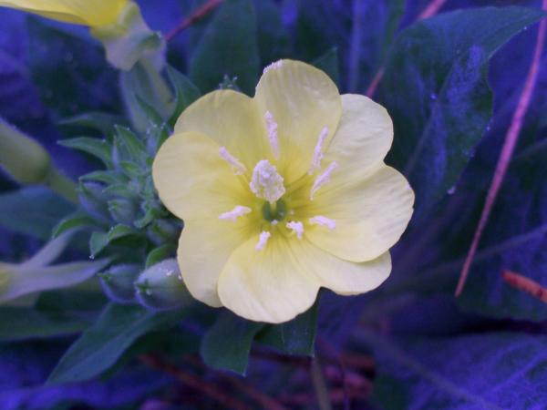 FLOWERS IN THE FALL