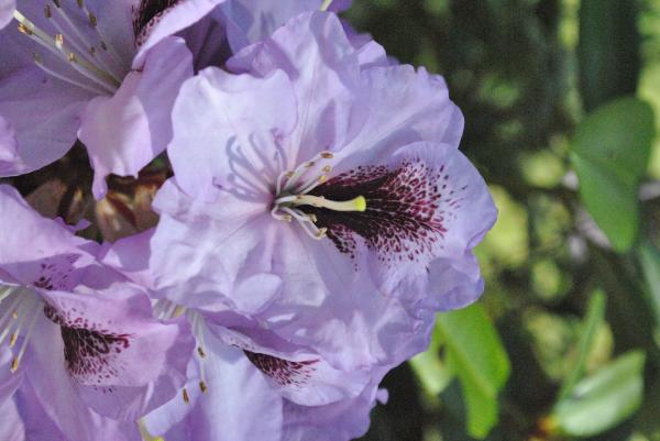 Flowers in the Garden