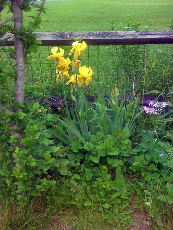 Flowers in the Garden