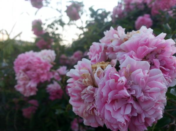 Flowers in the Garden