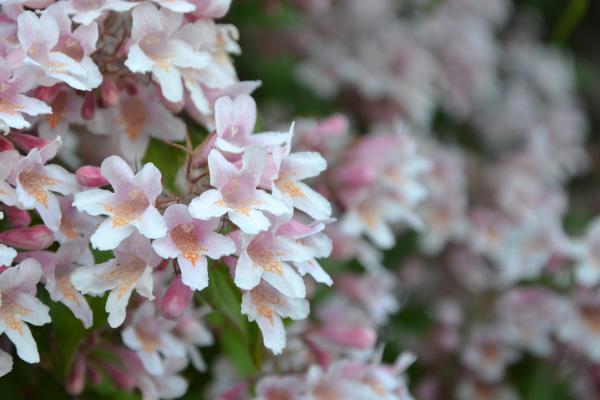 Flowers of the beauty bush