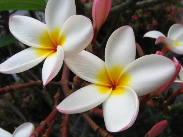 Flowers of the Plumeria Tree