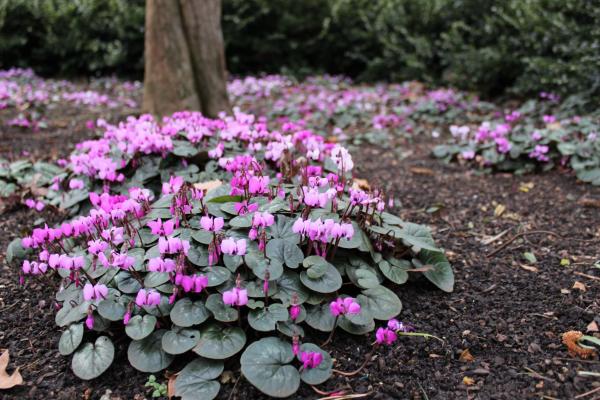 Flowers on the ground