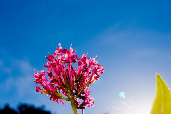 Flowers point of view