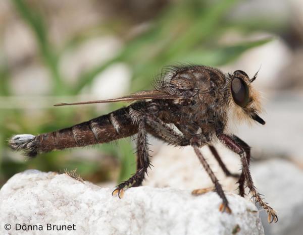 Robber fly