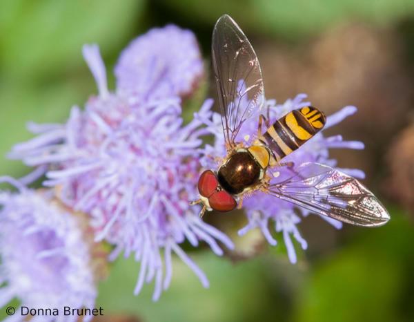 Fly on flower