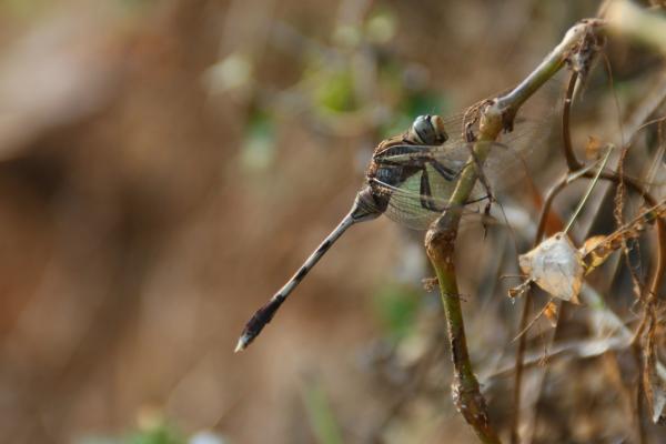Fly Closeup