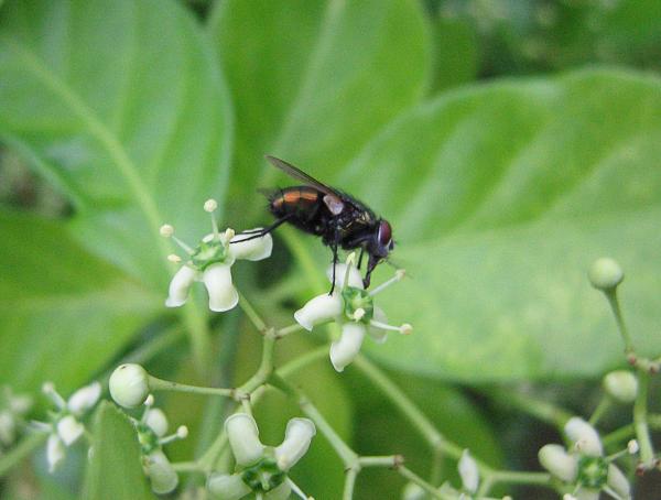 Fly Macro