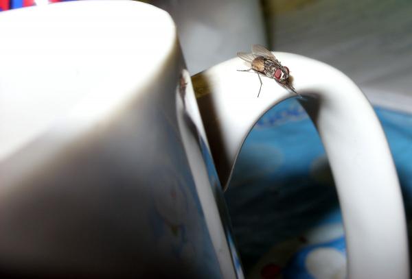 Fly on a cup