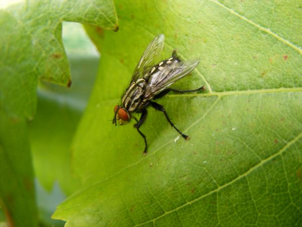 Fly on leaf