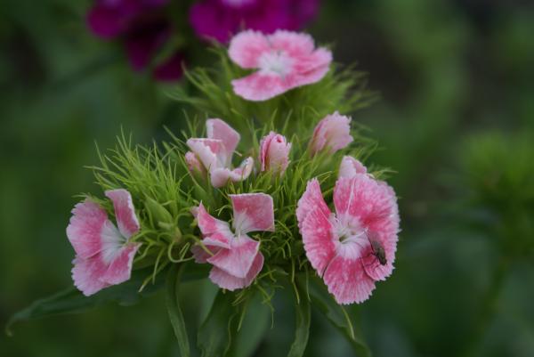 Fly on pink flower