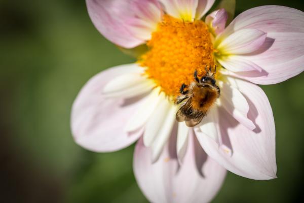Fly on the Dahlia
