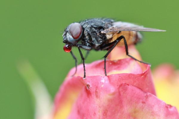 Fly on the Flower