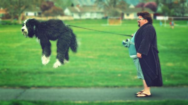 Flying Dog