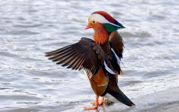 Flying Ducks