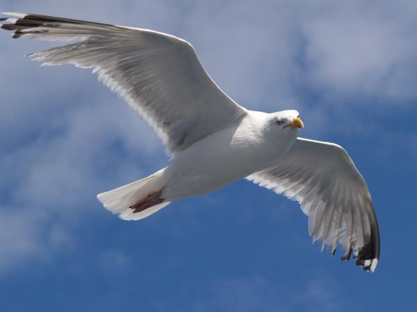 Flying seagull