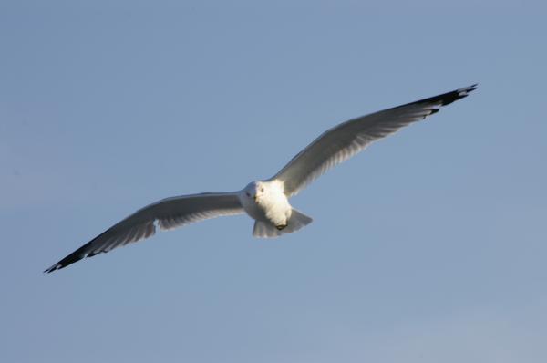 Flying gulls
