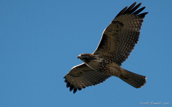 Hawk Flying