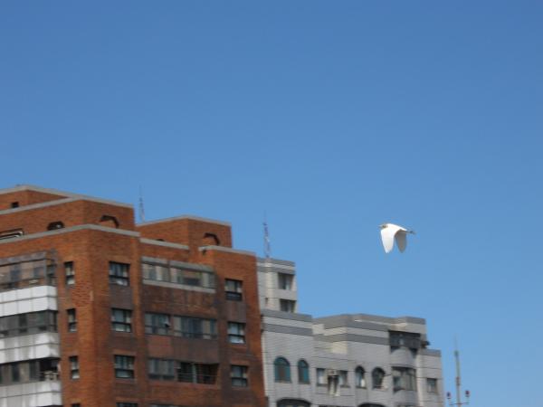 Flying over roof tops