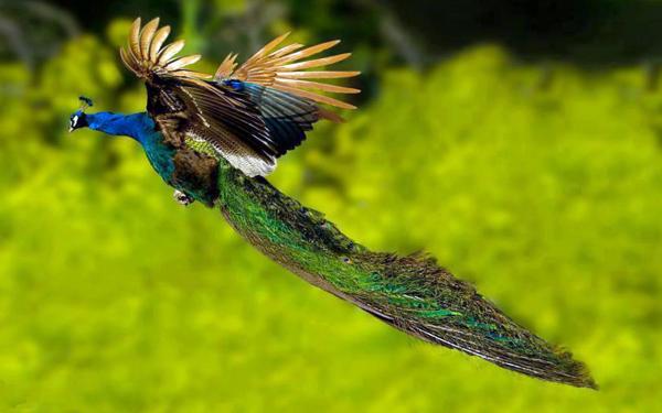 Flying Peacock