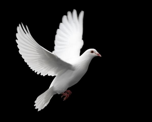 Flying pigeon