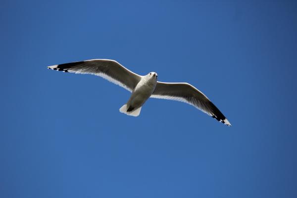 Flying Seagull