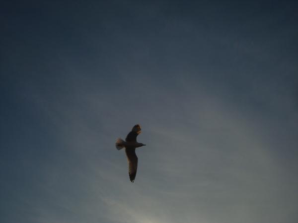 Flying seagull