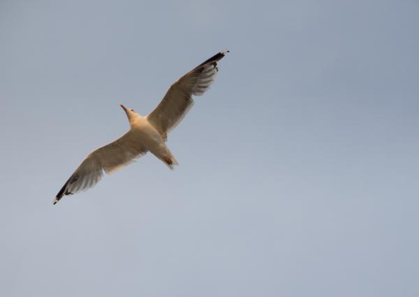 Seagull Flying