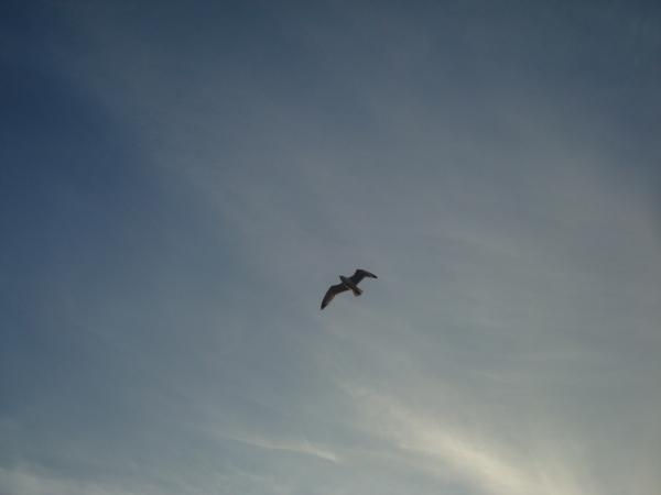 Flying Seagull