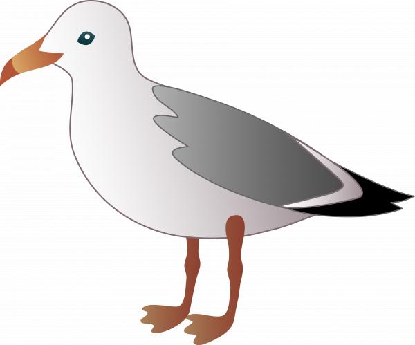 Seagull