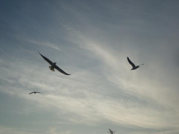 Flying seagulls