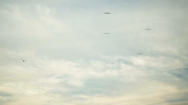 Flying the Distance