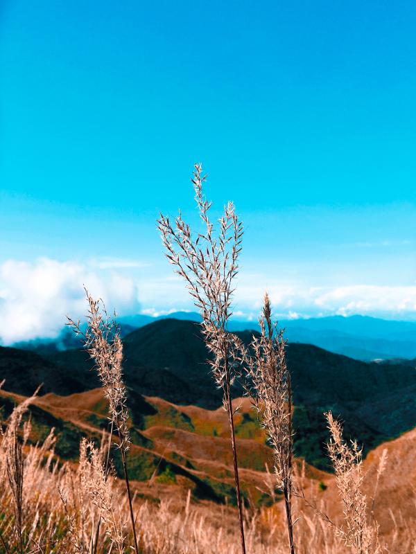 Focus Photo of Brown Plants on Mountain Range